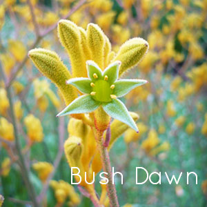 Photo of Bush Dawn Kangaroo Paw flower